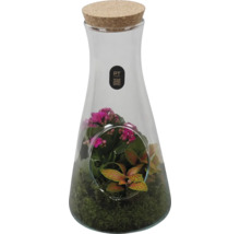 Glasterrarium in Karaffenform mit Korkverschluss, bepflanzt mit Kalanchoe, Fittonia und Moos, PT creations Logo.