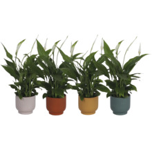 Vier Einblatt Spathiphyllum Zimmerpflanzen in geriffelten Übertöpfen in verschiedenen Farben mit weißen Blüten und grünen Blättern.