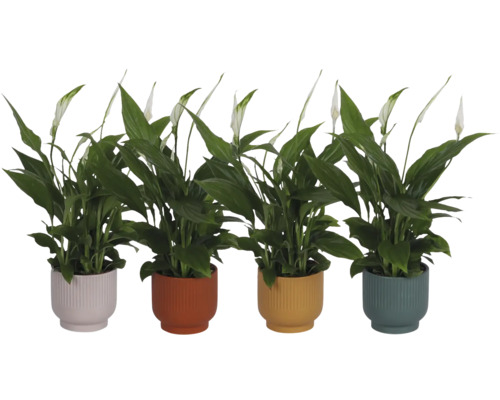 Vier Einblatt Spathiphyllum Zimmerpflanzen in geriffelten Übertöpfen in verschiedenen Farben mit weißen Blüten und grünen Blättern.