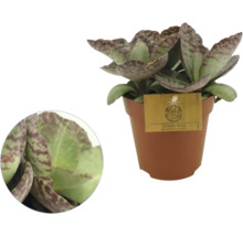 Kalanchoe humilis Marmo Rosa im Kunststofftopf mit gemusterten Blättern
