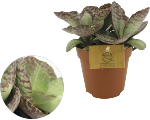 Kalanchoe humilis Marmo Rosa im Kunststofftopf mit gemusterten Blättern