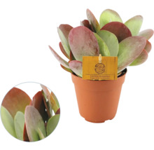 Kalanchoe thyrsiflora Sahara Shadows im braunen Kunststofftopf, dickfleischige runde Blätter mit rötlichen Rändern.
