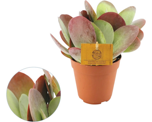 Kalanchoe thyrsiflora Sahara Shadows im braunen Kunststofftopf, dickfleischige runde Blätter mit rötlichen Rändern.