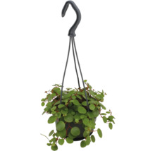 Hängepflanze Peperomia rotundifolia mit kleinen runden Blättern in einem schwarzen Topf mit Aufhängung.