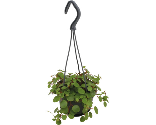 Hängepflanze Peperomia rotundifolia mit kleinen runden Blättern in einem schwarzen Topf mit Aufhängung.