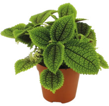 Zimmerpflanze Pilea involucrata Moon Valley mit strukturierten grünen Blättern im braunen Kunststoff-Kulturtopf.