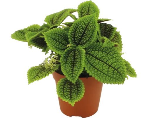 Zimmerpflanze Pilea involucrata Moon Valley mit strukturierten grünen Blättern im braunen Kunststoff-Kulturtopf.