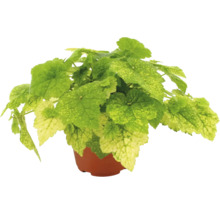 Purpurglöckchen Heuchera mit hellgrün und gelb panaschierten Blättern im braunen Kulturtopf.