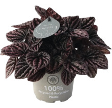 Zimmerpflanze Peperomia caperata mit dunklen, strukturierten Blättern im Topf aus 100 Prozent recyceltem Kunststoff.