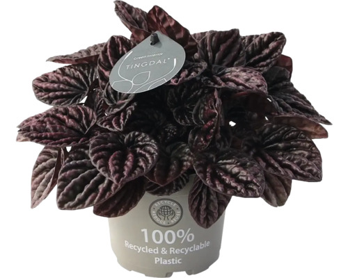 Zimmerpflanze Peperomia caperata mit dunklen, strukturierten Blättern im Topf aus 100 Prozent recyceltem Kunststoff.
