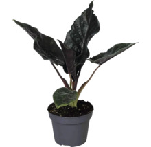 Zimmerpflanze Alocasia mit dunklen strukturierten Blättern in einem grauen Kunststofftopf.