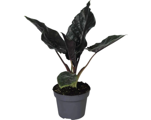 Zimmerpflanze Alocasia mit dunklen strukturierten Blättern in einem grauen Kunststofftopf.