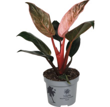 Philodendron Pink Princess Zimmerpflanze mit grün-rosa panaschierten Blättern im grauen Topf aus 100 Prozent recyceltem Kunststoff.