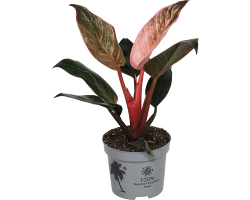Philodendron Pink Princess Zimmerpflanze mit grün-rosa panaschierten Blättern im grauen Topf aus 100 Prozent recyceltem Kunststoff.