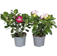 Zwei Wüstenrosen Adenium obesum mit rosa und rot weißen Blüten in grauen Kunststofftöpfen.