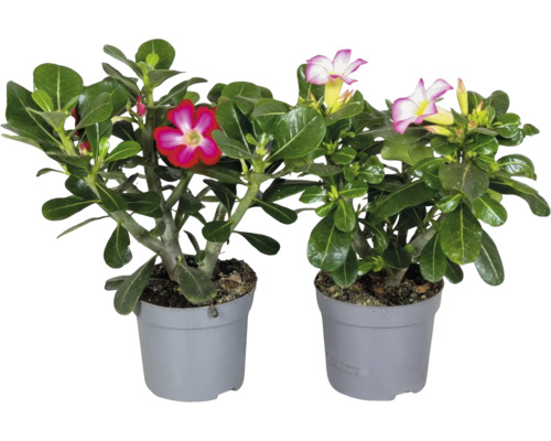 Zwei Wüstenrosen Adenium obesum mit rosa und rot weißen Blüten in grauen Kunststofftöpfen.