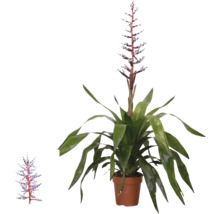 Bromelie Aechmea Blue Rain im Topf mit langen grünen Blättern und aufrechtem blau-weißem Blütenstand.
