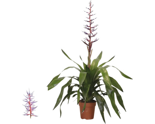 Bromelie Aechmea Blue Rain im Topf mit langen grünen Blättern und aufrechtem blau-weißem Blütenstand.