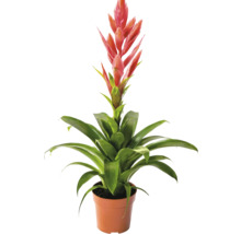 Bromelie Zimmerpflanze mit roter Blüte im Kunststofftopf.