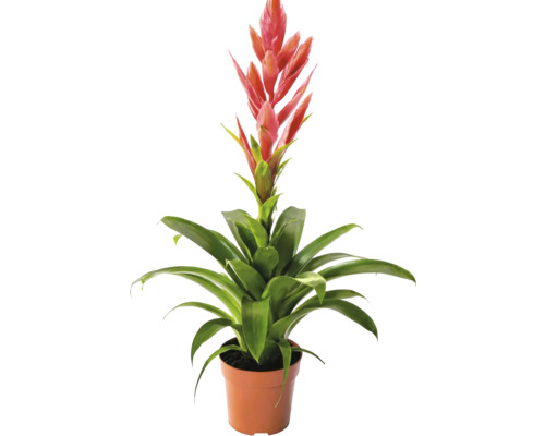 Bromelie Zimmerpflanze mit roter Blüte im Kunststofftopf.