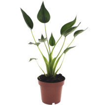 Strelitzia Zimmerpflanze mit grünen löffelförmigen Blättern in einem braunen Kunststofftopf.