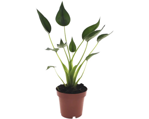 Strelitzia Zimmerpflanze mit grünen löffelförmigen Blättern in einem braunen Kunststofftopf.
