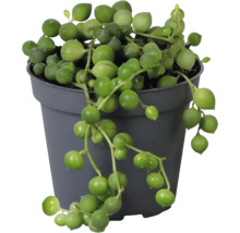 Senecio rowleyanus Erbsenpflanze in einem grauen Kunststofftopf mit hängenden, runden Blättern.