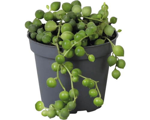 Senecio rowleyanus Erbsenpflanze in einem grauen Kunststofftopf mit hängenden, runden Blättern.