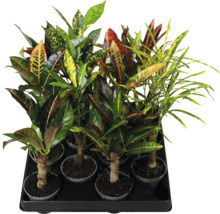 Mix aus Kroton-Pflanzen (Codiaeum variegatum) mit unterschiedlich geformten und gemusterten Blättern in einem Pflanztray.