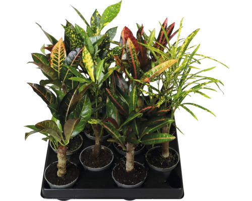 Mix aus Kroton-Pflanzen (Codiaeum variegatum) mit unterschiedlich geformten und gemusterten Blättern in einem Pflanztray.