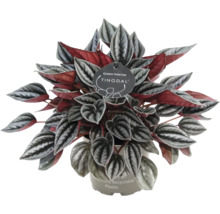 Peperomia Zimmerpflanze mit strukturierten silbernen Blaettern und roten Unterseiten im recycelten Kunststofftopf von Tingdal.