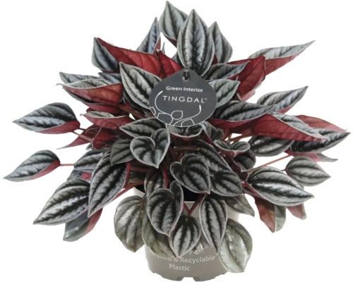 Peperomia Zimmerpflanze mit strukturierten silbernen Blaettern und roten Unterseiten im recycelten Kunststofftopf von Tingdal.