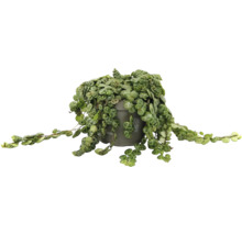 Peperomia prostrata Zimmerpflanze im grauen Kunststofftopf mit hängenden Trieben und runden gemusterten Blättern.