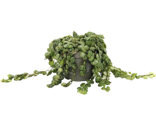Peperomia prostrata Zimmerpflanze im grauen Kunststofftopf mit hängenden Trieben und runden gemusterten Blättern.