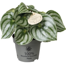 Peperomia argyreia Wassermelonen-Peperomie mit gestreiften Blättern in einem grauen Topf aus recyceltem Kunststoff.