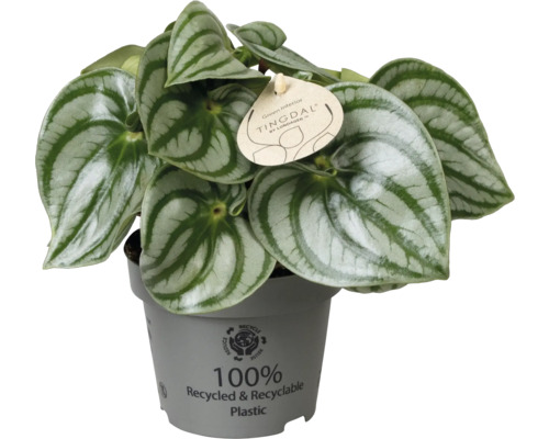 Peperomia argyreia Wassermelonen-Peperomie mit gestreiften Blättern in einem grauen Topf aus recyceltem Kunststoff.