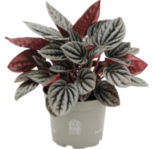 Peperomia caperata Zwergpfeffer in einem beigen Kunststofftopf mit silber-grün gemusterten Blättern und roten Blattunterseiten.