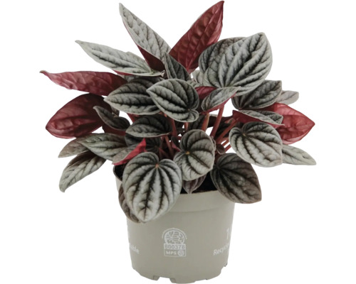 Peperomia caperata Zwergpfeffer in einem beigen Kunststofftopf mit silber-grün gemusterten Blättern und roten Blattunterseiten.