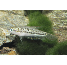 Knurrender Zwerggurami Trichopsis pumila im Aquarium vor Steinen und Moos.