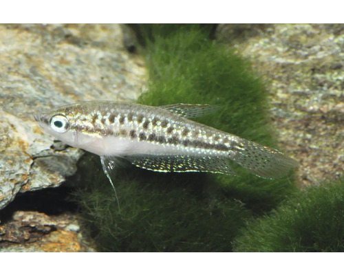 Knurrender Zwerggurami Trichopsis pumila im Aquarium vor Steinen und Moos.