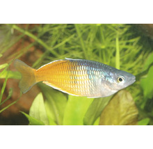 Harlekin-Regenbogenfisch Melanotaenia boesemani schwimmend in einem bepflanzten Aquarium.