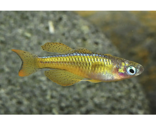Blauaugen-Zierfisch mit gelben, schwarz gepunkteten Flossen und schillerndem Körper.