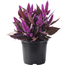 Federbusch Celosia argentea mit violetten Blüten und dunklen Blättern im schwarzen Kunststofftopf.