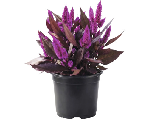 Federbusch Celosia argentea mit violetten Blüten und dunklen Blättern im schwarzen Kunststofftopf.