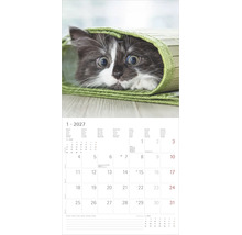 Wandkalender für das Jahr 2027 mit einem Motiv einer jungen Katze unter einer grünen Matte, Kalenderblatt für Januar.