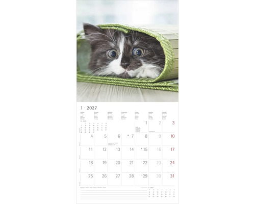 Wandkalender für das Jahr 2027 mit einem Motiv einer jungen Katze unter einer grünen Matte, Kalenderblatt für Januar.