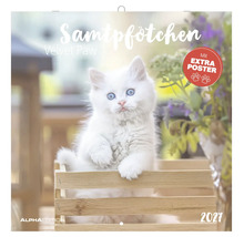 Wandkalender 2027 Samtpfötchen mit weißem Kätzchen in einer Holzkiste, extra Poster und Alpha Edition Logo.
