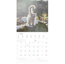 Wandkalender für Januar 2027 mit einem flauschigen Kätzchen auf einem Baumstamm im Schnee und einem Kalendarium mit Notizfeld.