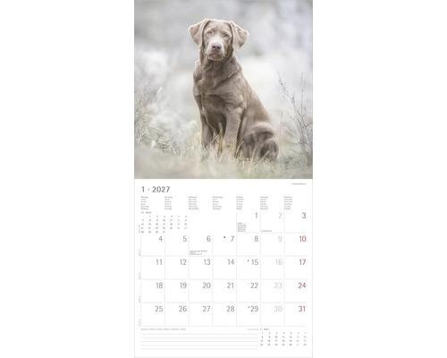 Kalenderblatt Januar 2027 mit einer Fotografie eines silbernen Labrador Retrievers in einem Feld.