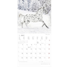 Wandkalender 2027 Blatt für Januar mit einem laufenden Knabstrupper Pferd in einer Schneelandschaft.
